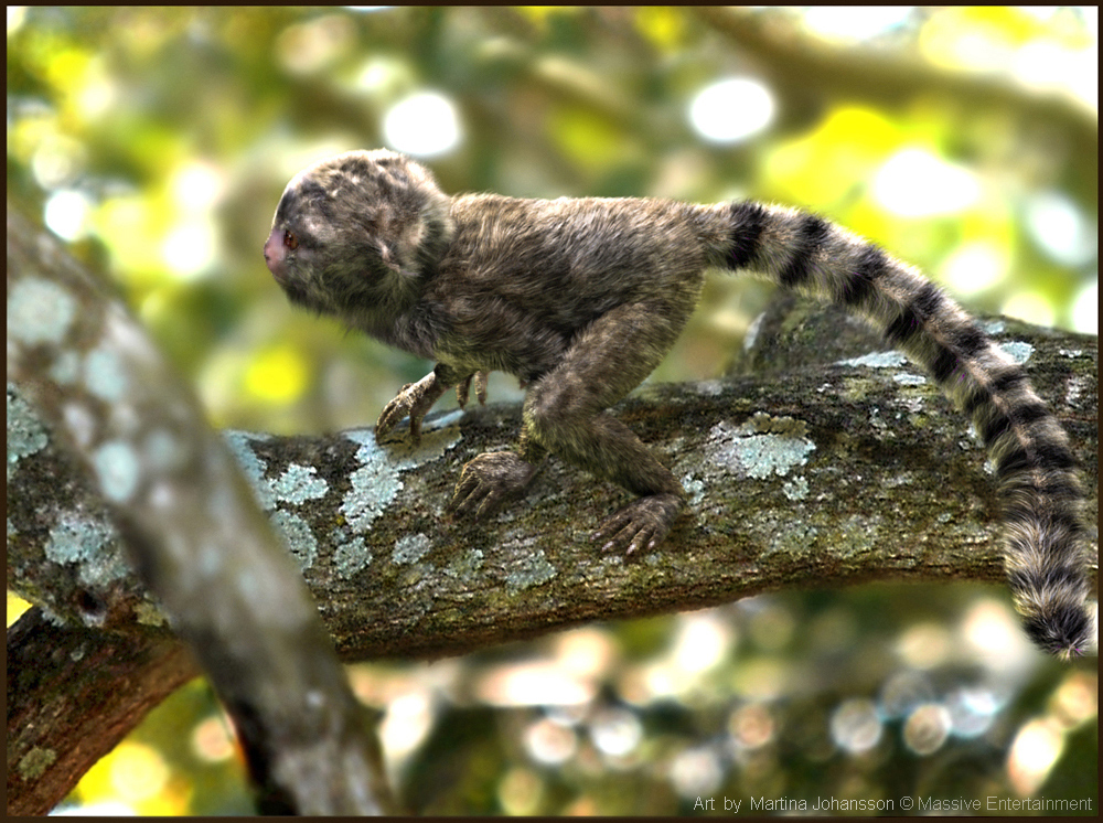 marmoset_7_r.jpg