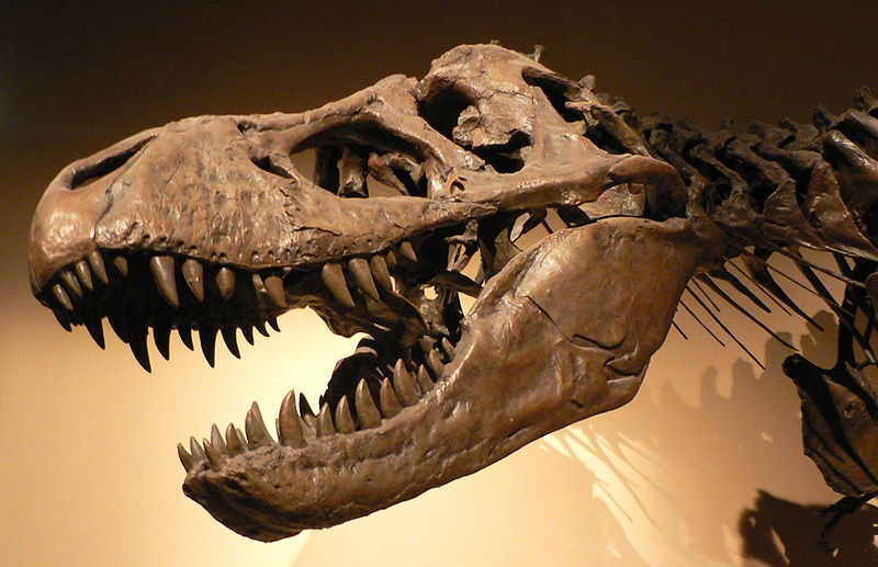 800px-Palais_de_la_Decouverte_Tyrannosaurus_rex_p1050042.jpg