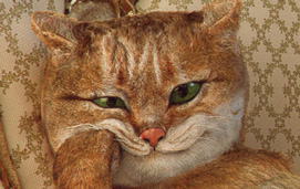 cat_thumb1.jpg