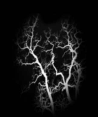 Veins01.jpg