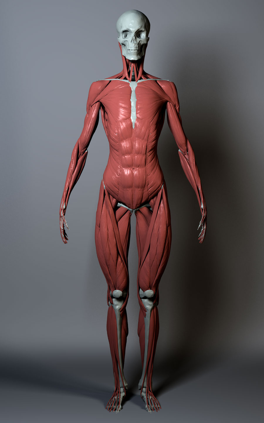 ecorche-060311-120focal.1.jpg