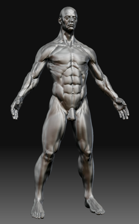 male_anatomy_silversurfer.jpg