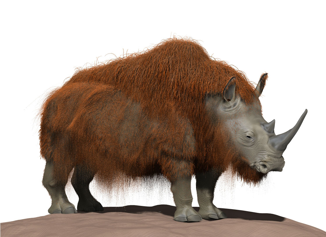 wolharige-neushoorn.jpg