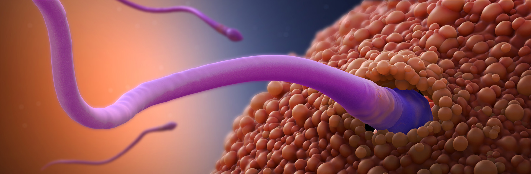 fertilization 01.jpg