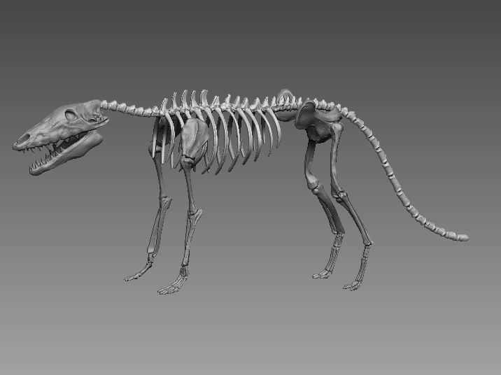 pakicetus skeleton 1.jpg