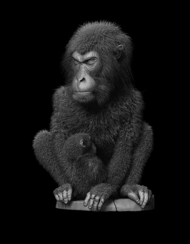 Macaque_grey_002_2022