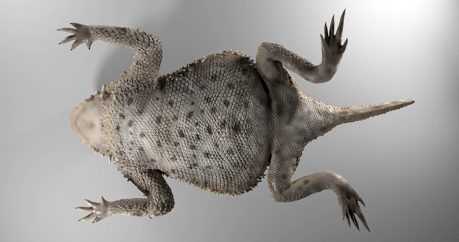 HornedLizard_posed_underside.jpg
