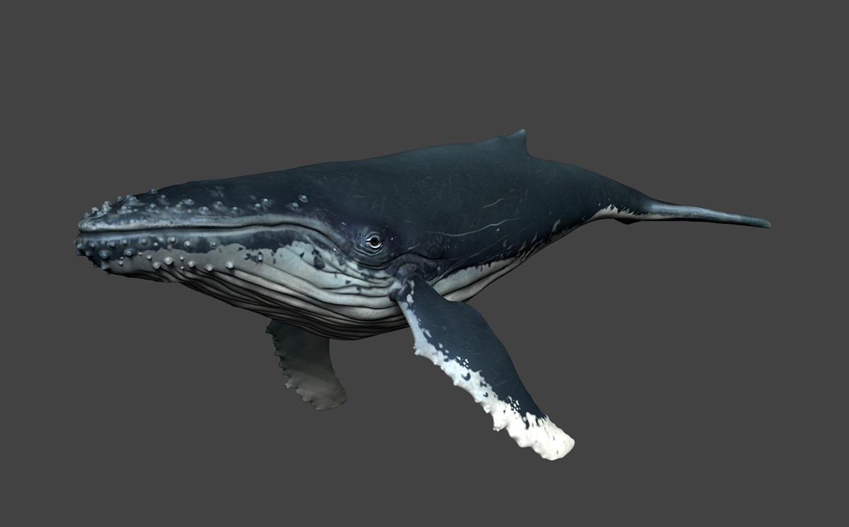 humwhale