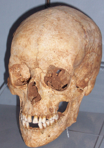 Skull ref.jpg