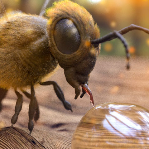 bee2