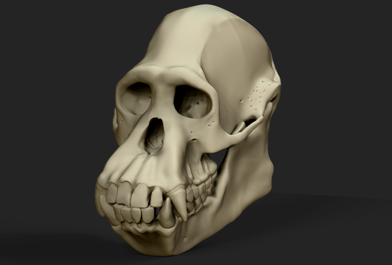 chimpskull9.png