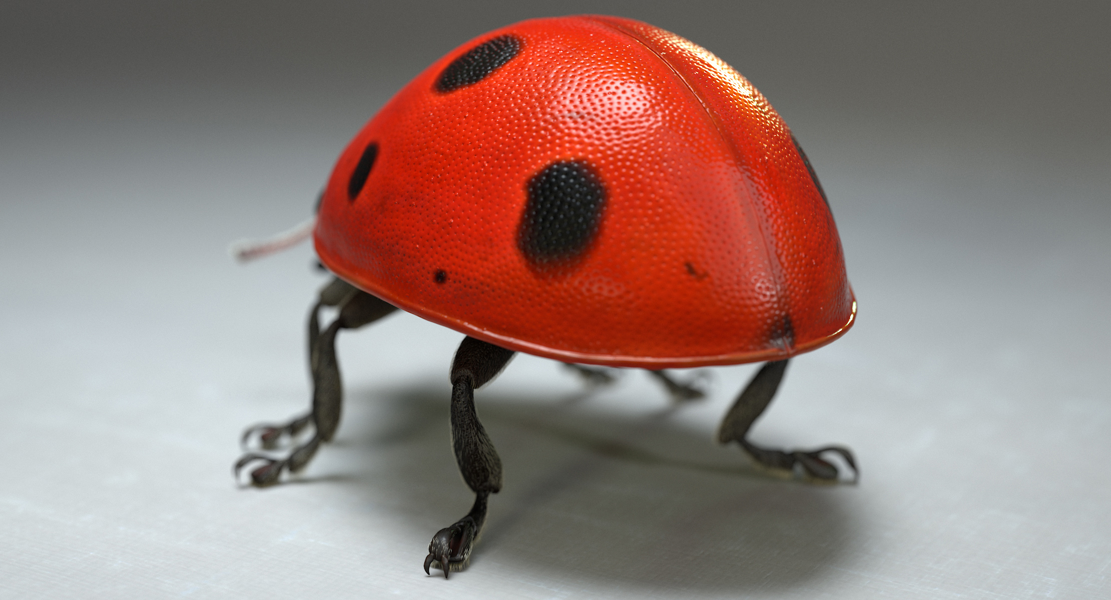 LadybugV02_imagesTS_00007.jpg
