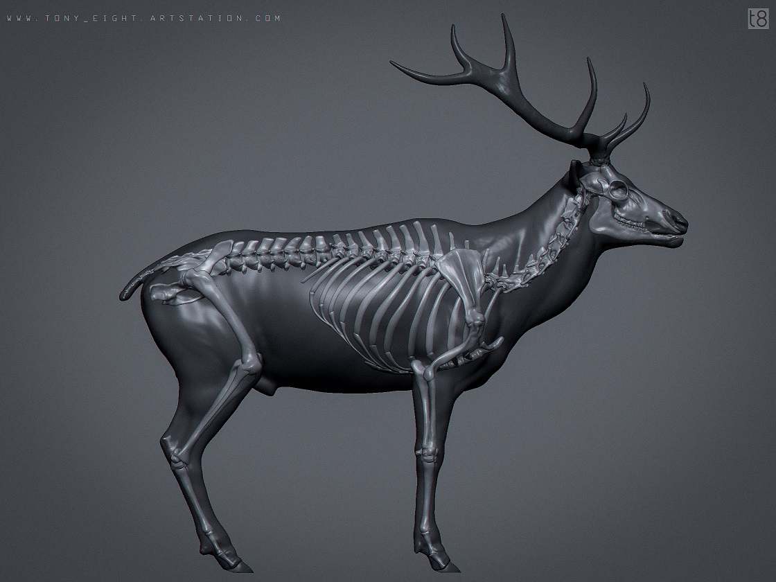 elk_deer_skin_04_small.jpg