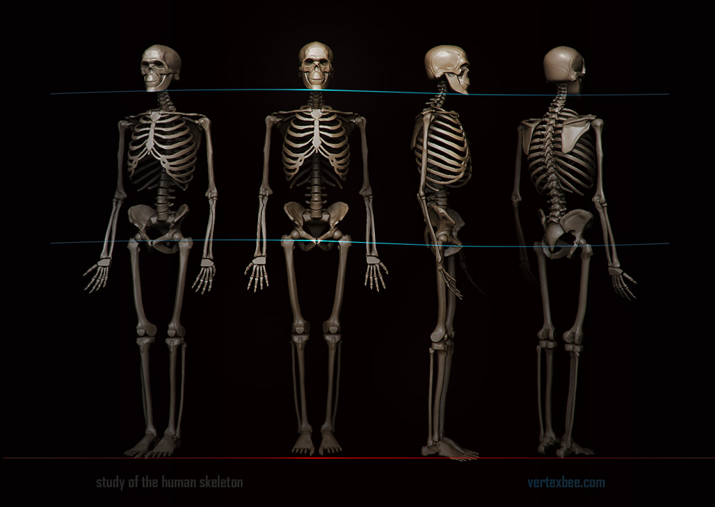 SkeletonStudy.jpg