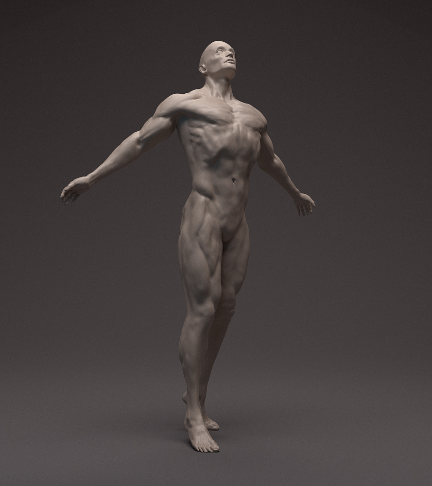 Anatomy_Front_02