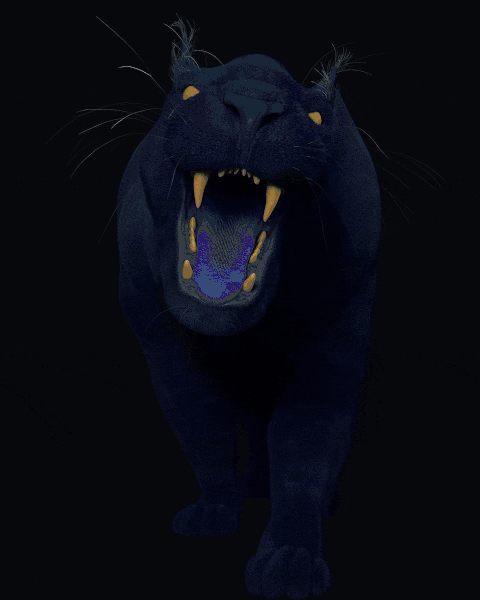 Feline_Process_Optimized