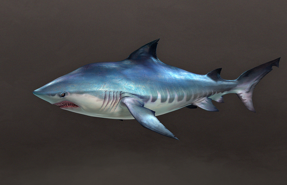 RevShark01.jpg