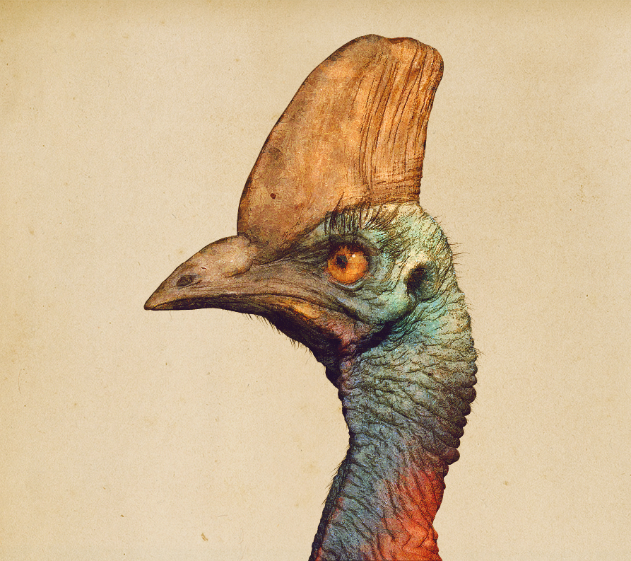 Cassowary_illustration