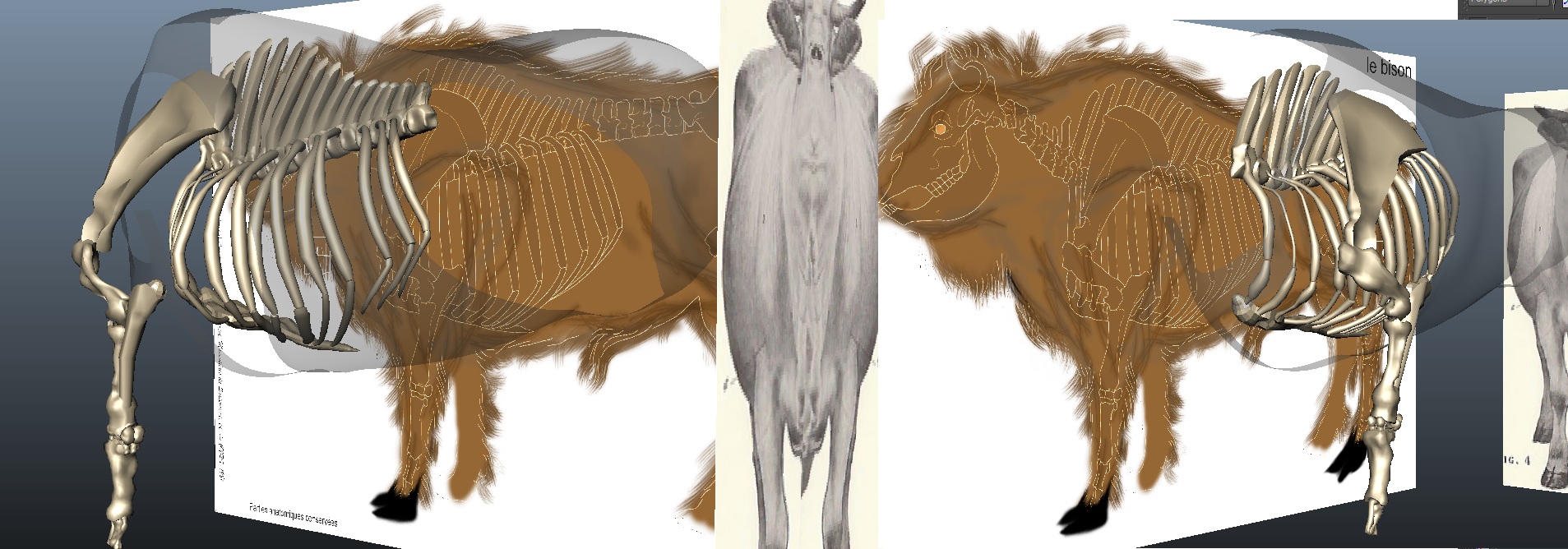 tauros progression4.jpg