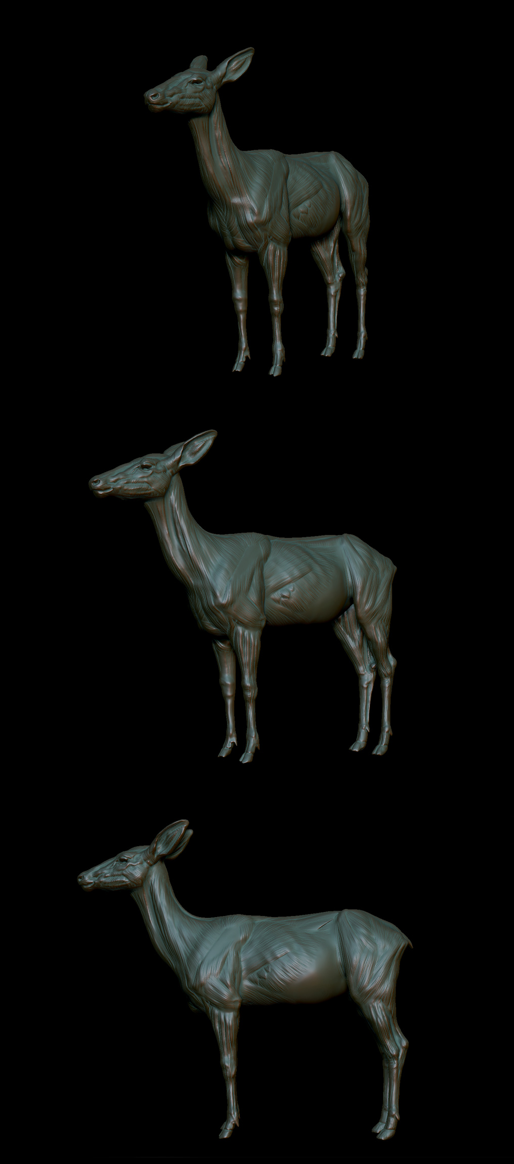 doe.jpg
