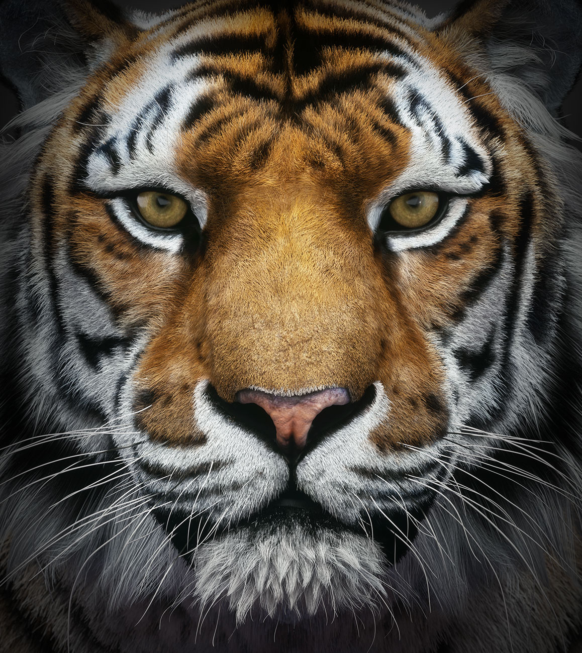Amur-Tiger-Portrait2 Octane