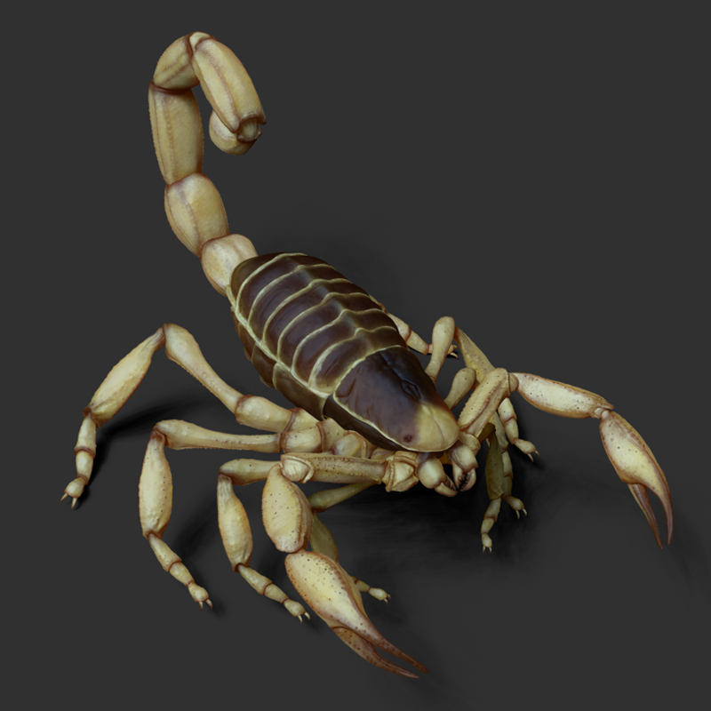 scorpion_011721_03