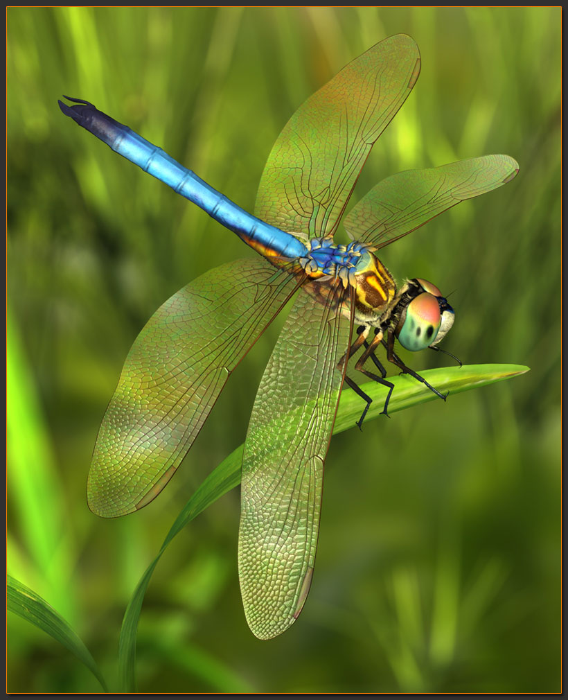 dragonfly.jpg