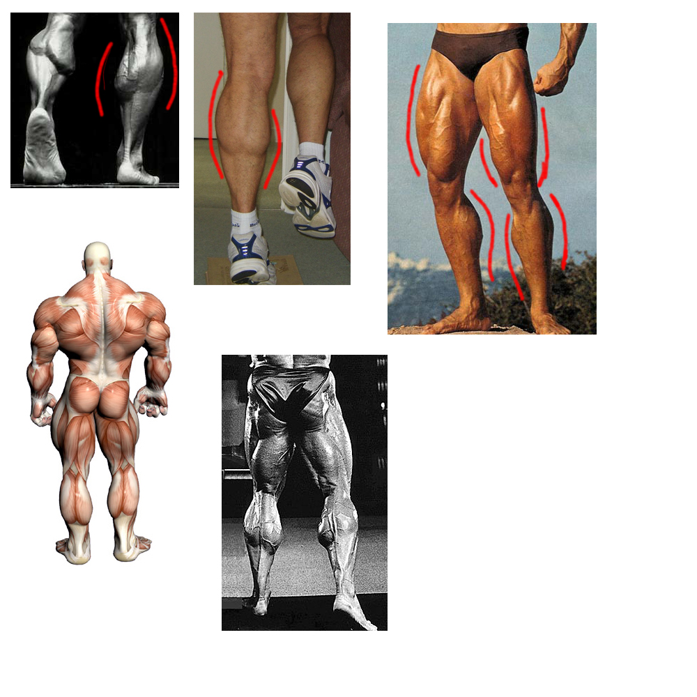 calf01.jpg