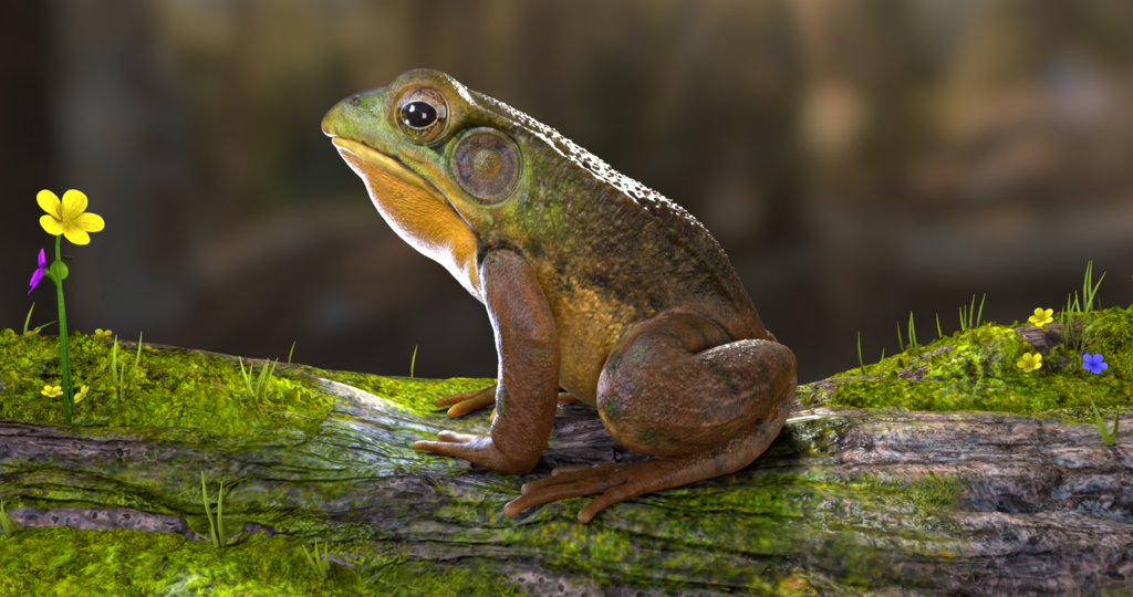 Frog_07