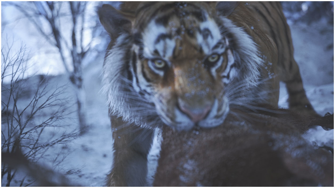 Tiger_08.jpg