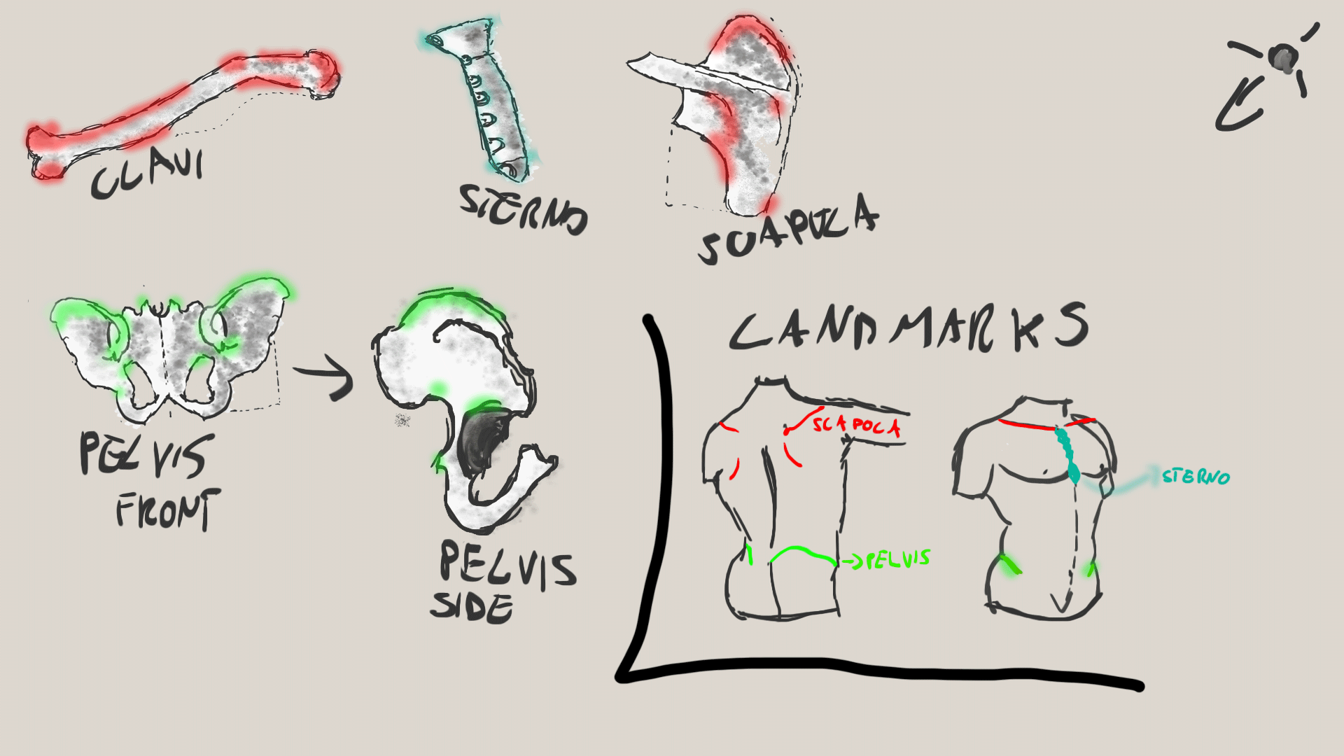 OSSA-DETTAGLIO-PETTO.png