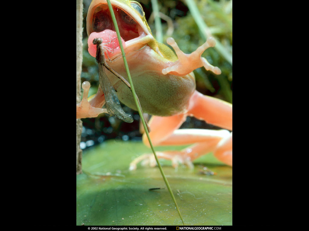 green tree frog.jpg
