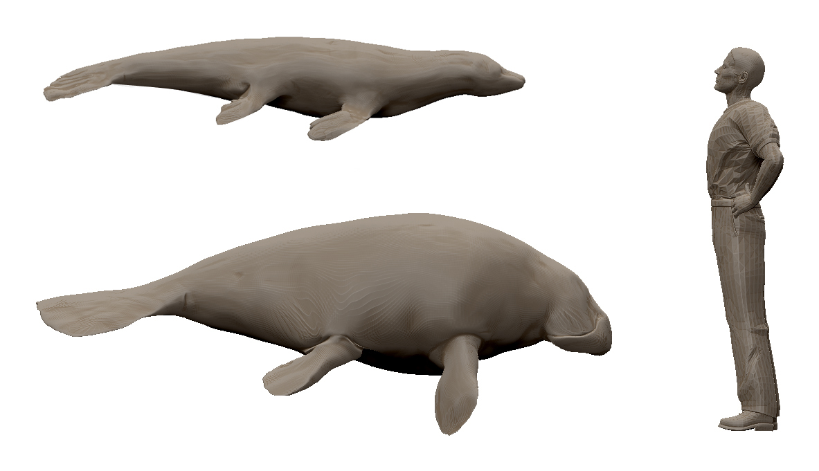 seals2.jpg