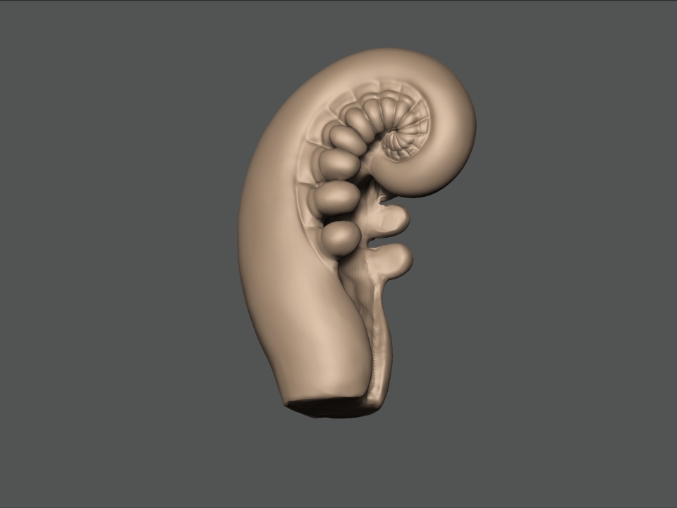 Fern Pull sculpted in Zbrush.jpg