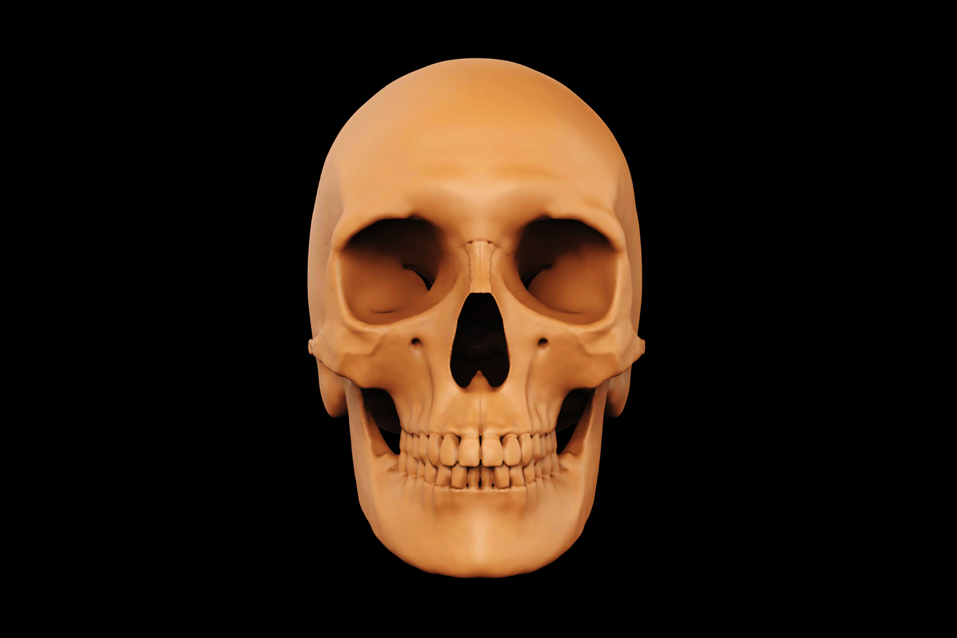 Skull (2).jpg