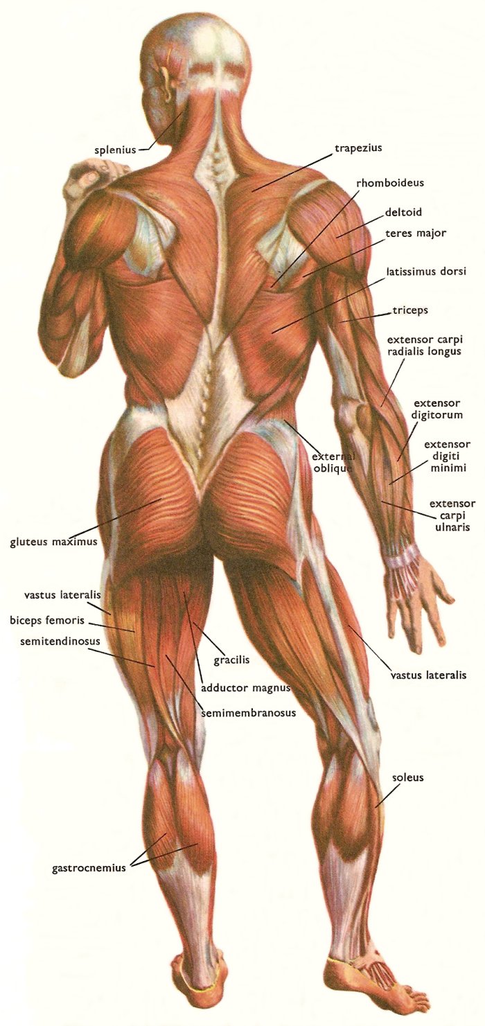muscles_human_body_back.jpg