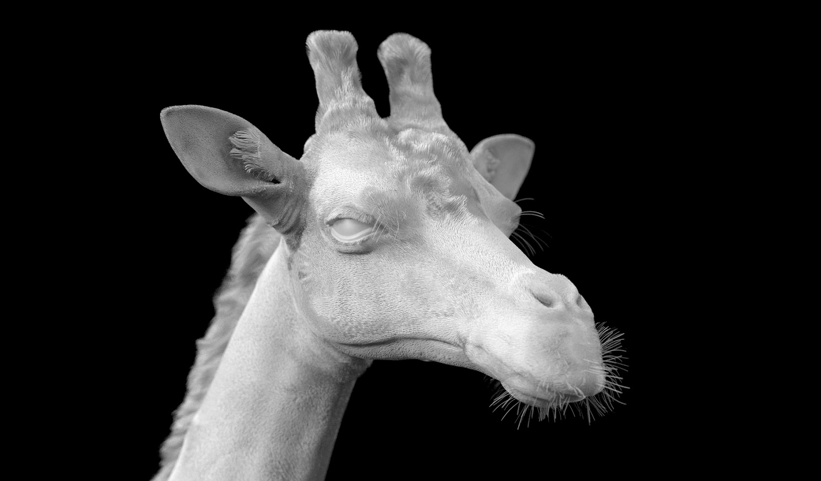 giraffe_clay.jpg