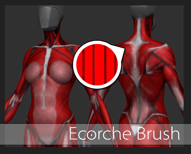 ecorcheBrushDownload.jpg