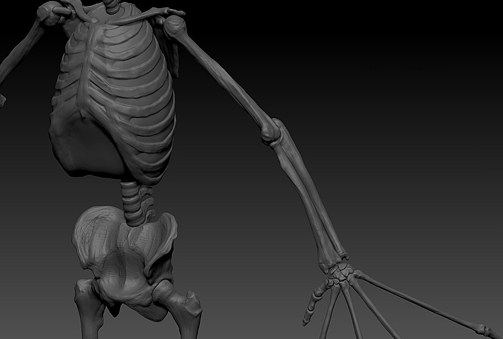 3_SkeletonC3.jpg