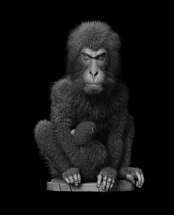 Macaque_grey_001_2022