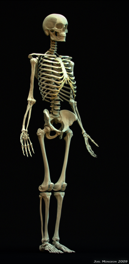 SkeletonPerspectiveSmall.jpg