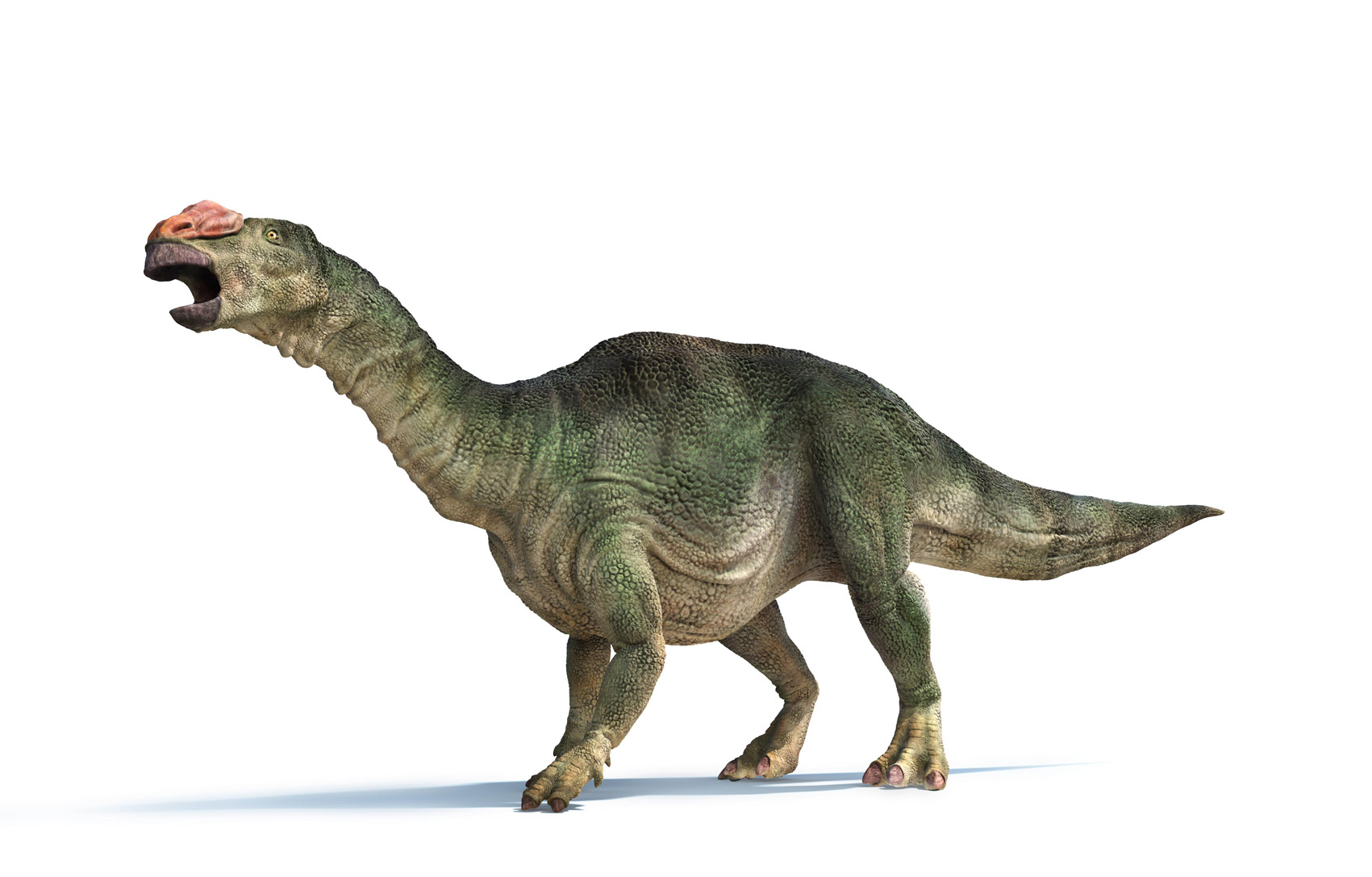 Muttaburrasaurus_HiRes.jpg