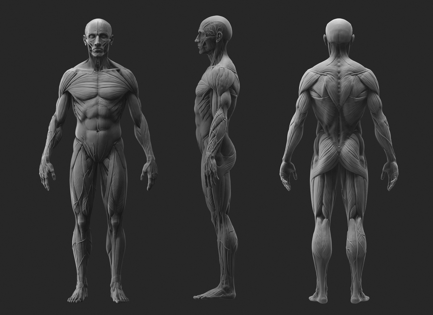 Anatomy3Views.jpg