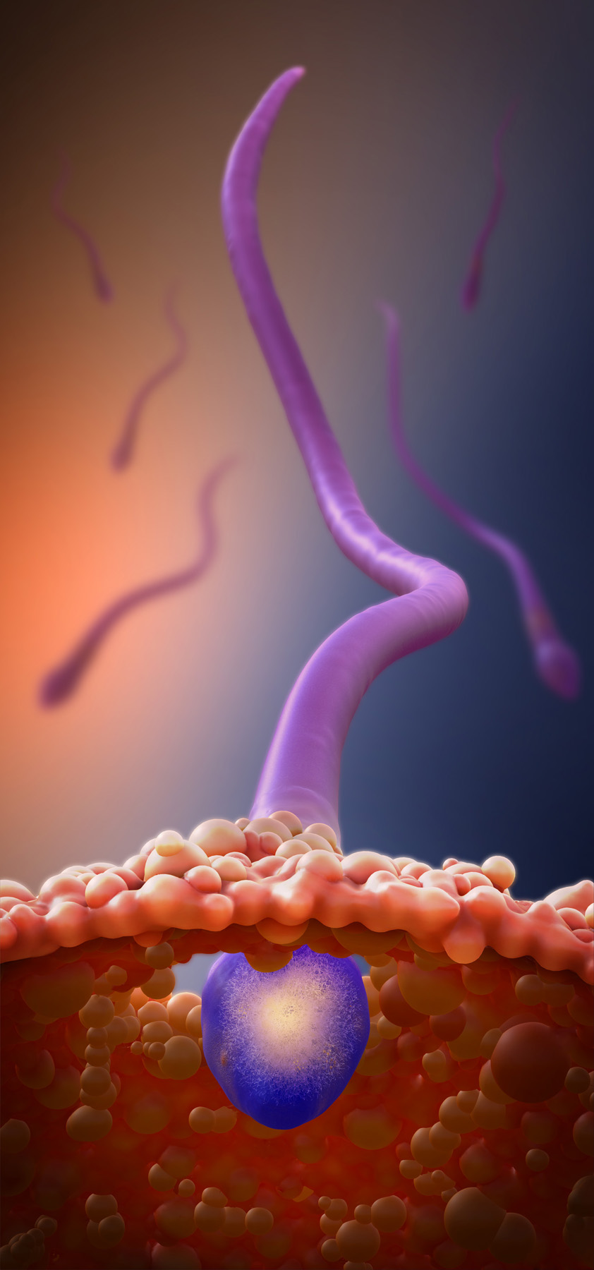 sperm penetrates egg 01.jpg