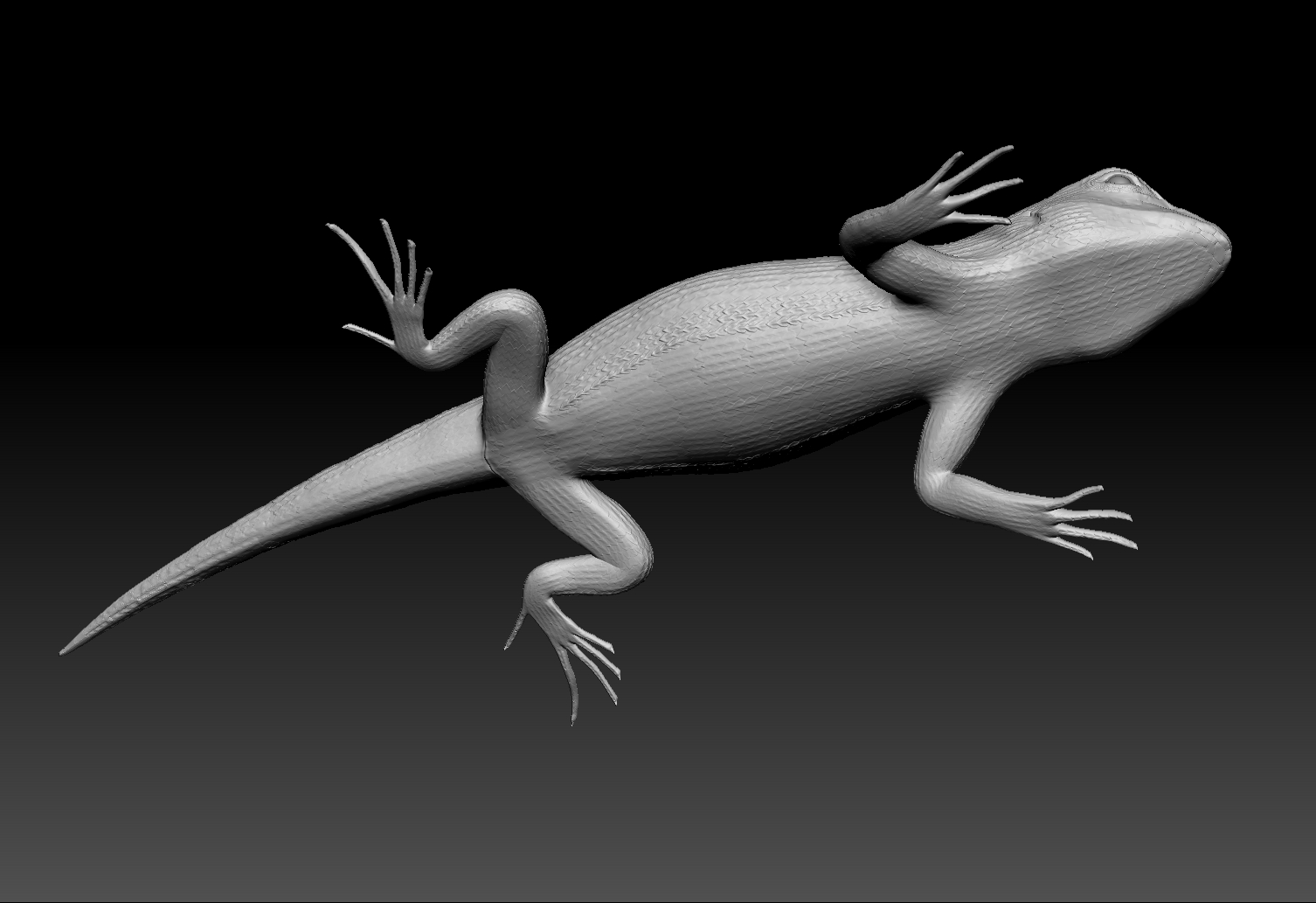 Lizard-BottomView.jpg
