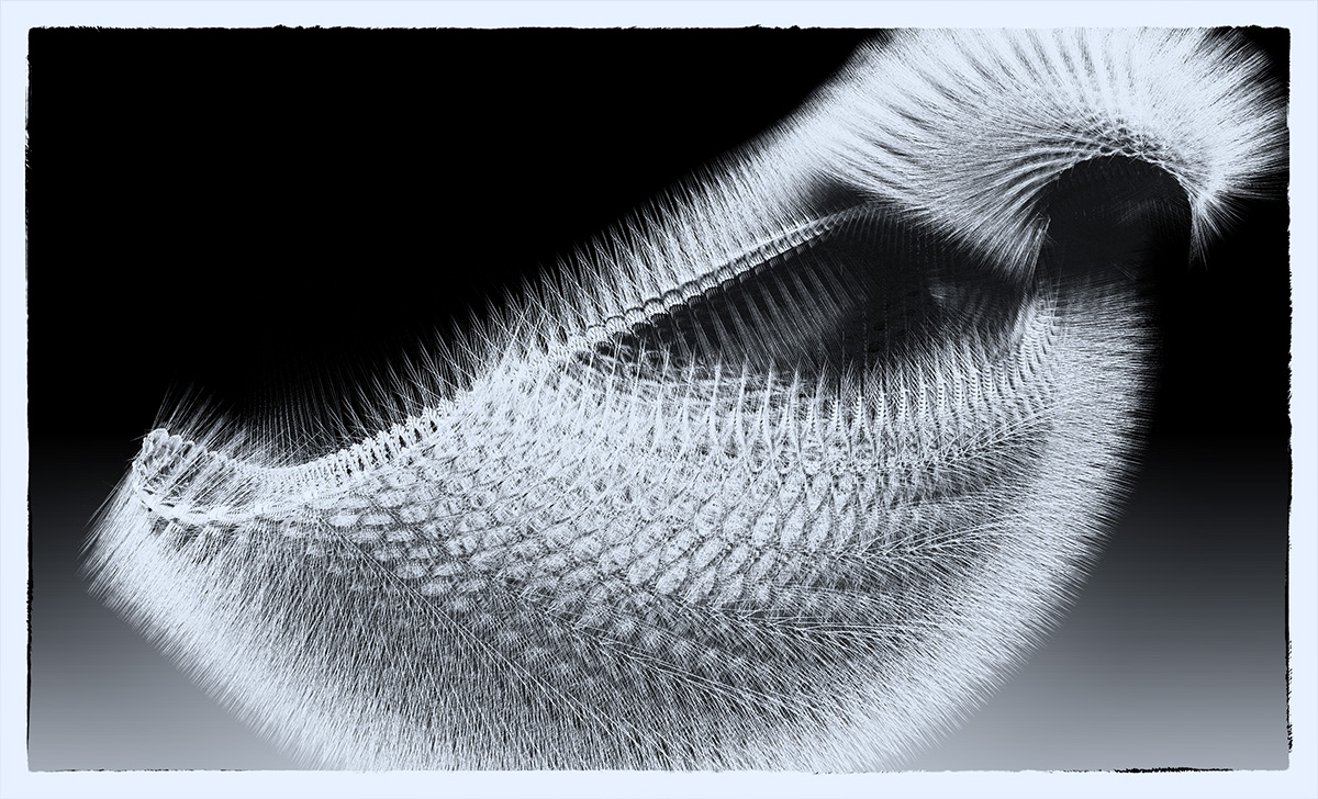 bird.jpg