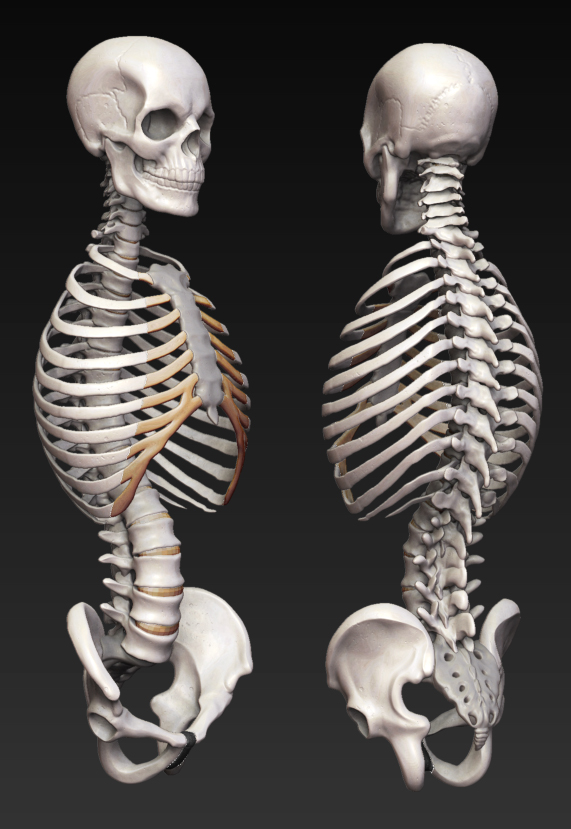 Skeletonbust+pelvis.jpg