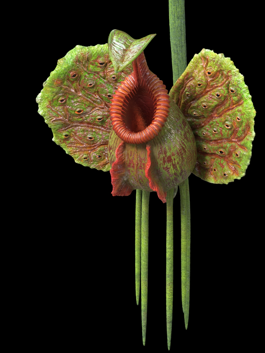 plant.JPG