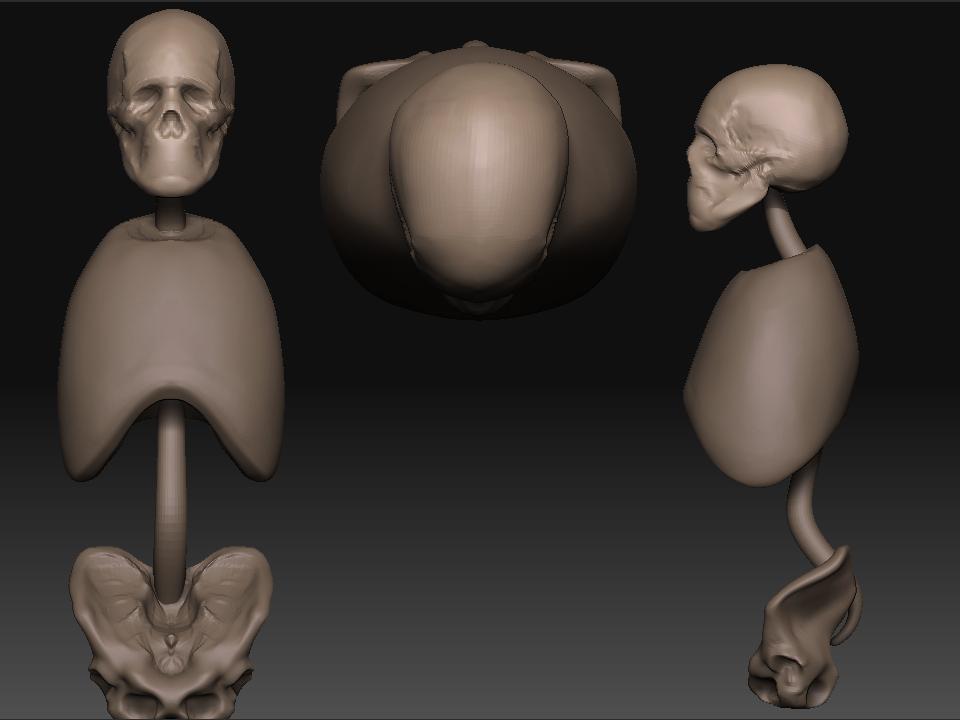 anatomy.jpg