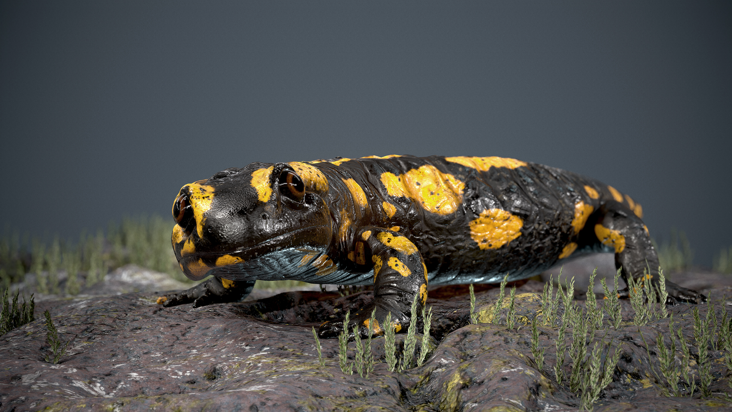 salamander4
